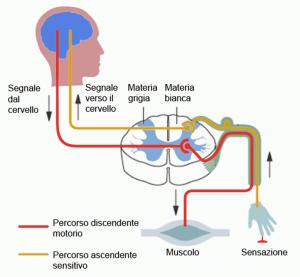 vie ascendenti discendenti midollo spinale